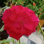 Jayeshkumar Patel - @jayeskumar34 - Instagram