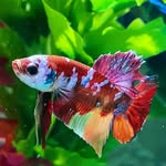 Jayme Brooks - @jbi4bettafish - Instagram