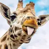 jaime mccoy - @jaime.mccoy5 - TikTok