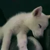olenjayme_schultz112 - @olenjayme_schultz - TikTok