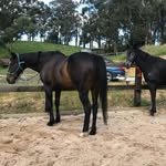 Jaymie Mitchell - @jaymie_eq - Instagram