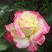 Jane Bingham - Facebook