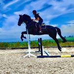Jayne Cunningham - @dressage_and_doglets - Instagram