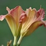 Jane Wenzel-Fairchild - @jawenzel1 - Instagram
