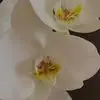 Jayne Hammond - @jayne.hammond8 - TikTok