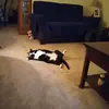 Jayne Hartwig - @jayne.hartwig3 - TikTok