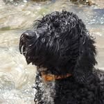 Jayne Head - @denzelpooch_springerdoodle - Instagram