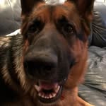 Jayne Mckee - @gizz_germandog - Instagram