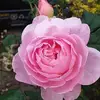 Jayne Meredith - @jayne.meredith - TikTok