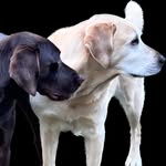 Jane Ritter - @omgdogsandcats - Instagram