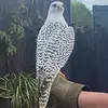 Jayne Shepherd - @jayne.shepherd4 - TikTok