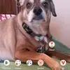 dog lover🐕 - @jaynesmart07 - TikTok