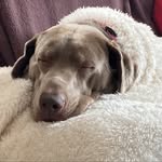 Jayne Steele - @peggythekangaroo - Instagram