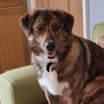 Jayne Wall - @riley_rescuepup - Instagram
