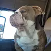 jaysongibson93 - @han.solo150 - TikTok