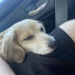 Jayson Harrison - @raptor_dad_316 - Instagram