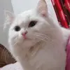 Jayson Jack 😺😺🙀☠️ - @rs.afif24924 - TikTok
