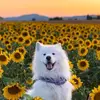 Jayson Kim - @jayson.kim5 - TikTok