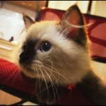 Jason Knowles - @jasonthecat - Instagram