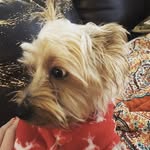 Jaz Williams - @jaz_a_pup - Instagram