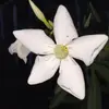 Jazmin.bennett - @jazmin.bennett24 - TikTok
