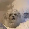 Jasmin Colon - @jasmincolon33 - TikTok