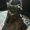 Jazmine Austin - @jazmine.austin4 - TikTok