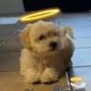 Jazmin Castillo - @jazmin.castillo776 - TikTok