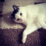 jasmine warren - @jammindj - Instagram