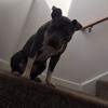 Jazz Davis - @kane_thepitbull - TikTok