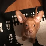 Jazz_Pixie_Hamilton - @jazz_pixie_hamilton - Instagram