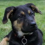 Jazzy (Lady Jasmine) - @jazzy_the_sheprador - Instagram