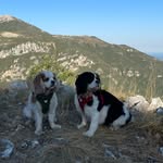 J&LCavalierKingCharles - @jazzyladycavalier - Instagram