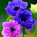 jazzy Singh - Facebook