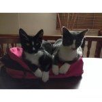 Jazzy And Stanley 😸😽😼 - @jazzandstan_ - Instagram