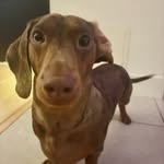 Jazzy Wilson - @jazzy_bear67 - Instagram