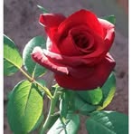Chang JB - Facebook
