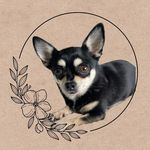 Frankie - @frankie.j.b - Instagram