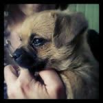 coco - @jcharrington1981 - Instagram