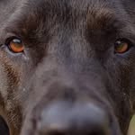 JD Johnson - @jd_demondog - Instagram
