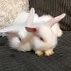 Lola  lol  lollipop - @jeanappleton3 - TikTok