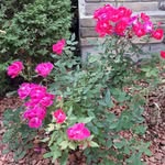 Jean Bender - @jeanbender61 - Instagram