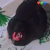 la panthère noire - @jeanberge1234 - TikTok