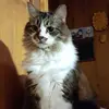 jeanbritt4 - @jeanbritt4 - TikTok