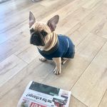 Jean Pierre (JP) Brunner - @jp_lefrenchie - Instagram