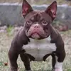 Bull Jean - @bull.jean - TikTok