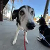 jean bull - @jean.bull12 - TikTok