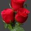 Jean Jacques Busch - @jean.jacques.busc5 - TikTok