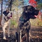Hayden Jean & Capone 🐾 - @haydenjean_and_capone - Instagram