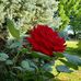 Jean Choate - Facebook